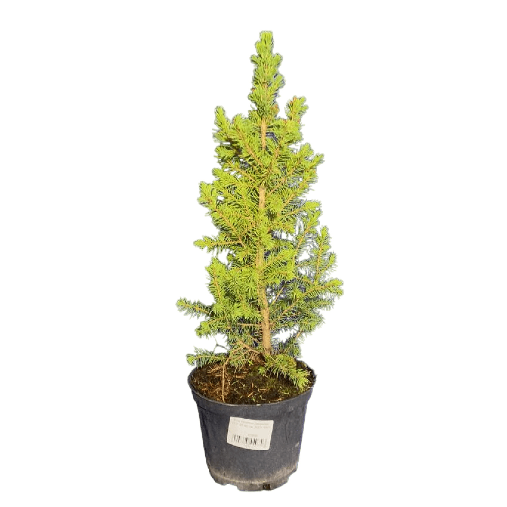 Питомник растений «Сделано у нас» - Хвойные растения